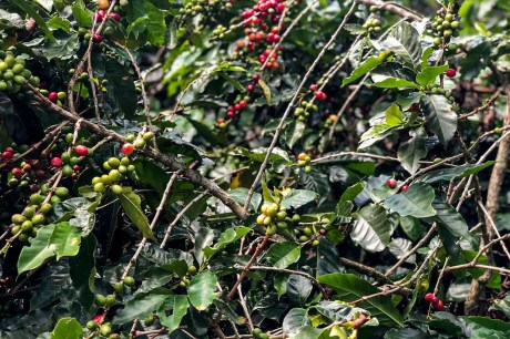 Hoje é Dia: Dia do Café, dos ciganos e da África são destaques