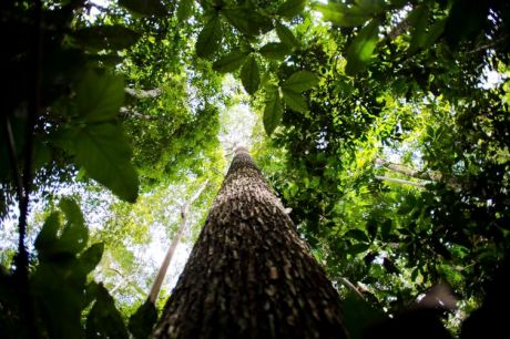 Conhecimento indígena pode melhorar relação com o meio ambiente