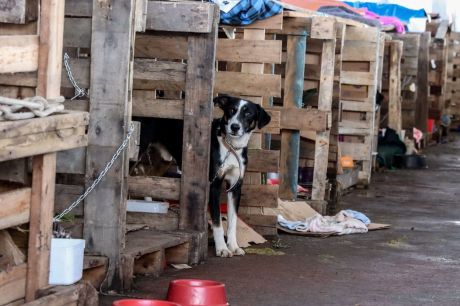 Rio Grande do Sul lança plano de ajuda a animais