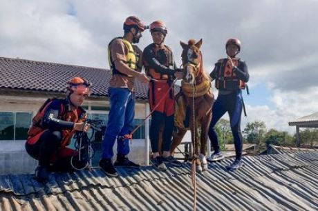 Égua Caramelo é resgatada de telhado de casa no Rio Grande do Sul