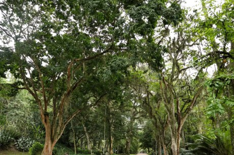 Jardim Botânico planta mudas de cinco espécies em Dia do Ambiente