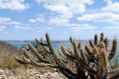 Mais de um milhão de hectares serão protegidos na Caatinga