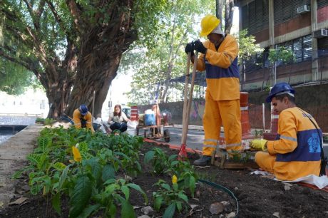 Jardins de flores para receber água da chuva são plantados às margens do canal da Avenida Visconde de Albuquerque