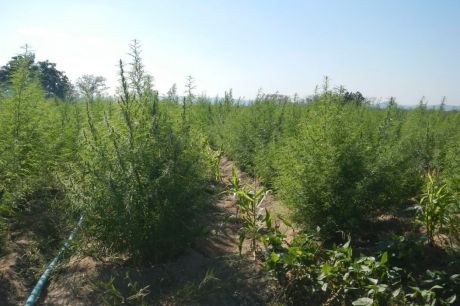 Supremo fixa 40g de maconha para diferenciar usuário de traficante