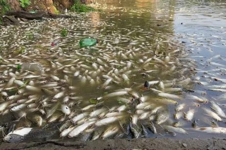 Morte de três toneladas de peixes no Rio Piracicaba é investigada