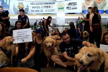 Comissão do governo vai definir regras para transporte aéreo de pets