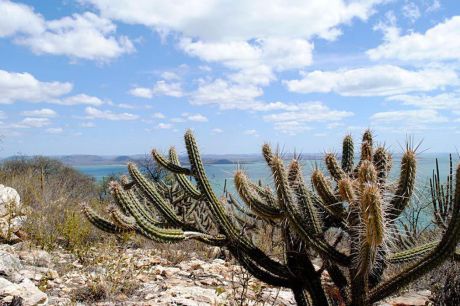 Estudo vê chance de recuperação de meio milhão de hectares de caatinga