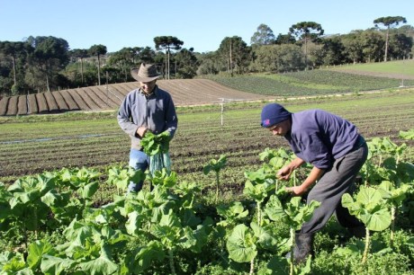 Pronaf investe R$ 274,8 milhões na agricultura familiar do Rio de Janeiro, aumento de 32,17% em relação à safra 2022/2023