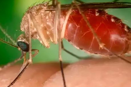 Opas eleva risco de febre do Oropouche nas Américas para alto