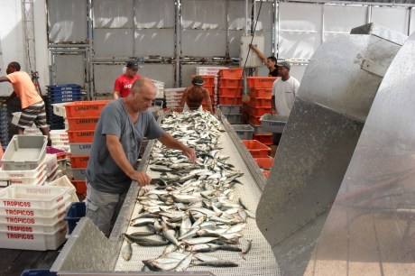 Semana do Pescado 2024 tem ações nas cidades da Região Metropolitana