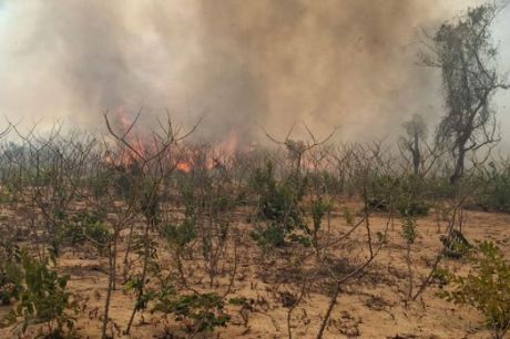 Indígenas de MT lutam por sobrevivência após um mês de queimadas