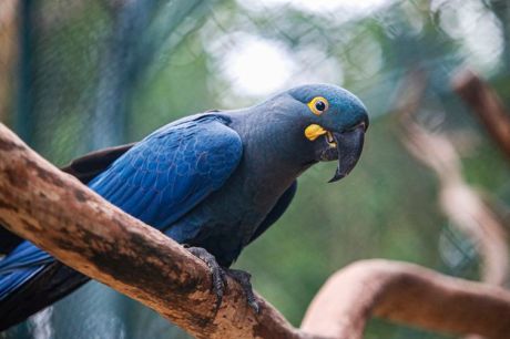 Zoo de SP mostra arara-azul-de-lear ao público pela primeira vez