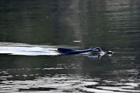 Lagos na Amazônia registram maior média de temperatura para agosto