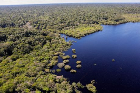 Cinco países aderem a fundo para conservação de florestas tropicais