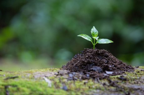 Prazo para conferências municipais do meio ambiente é prorrogado