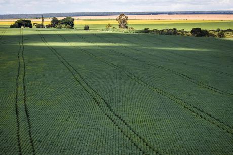 Em menos de quatro décadas, área destinada à soja cresce nove vezes