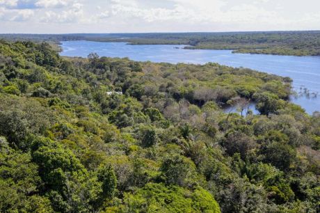 Amazônia tem diversidade empobrecida por incêndios florestais