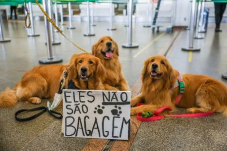 Férias chegam e trazem um dilema: viajar ou não com os pets?