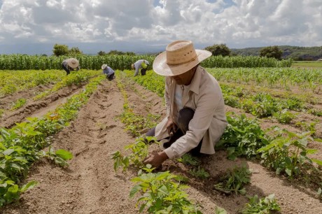 Decreto institui Desenrola Rural que ajudará 1,3 milhão de famílias