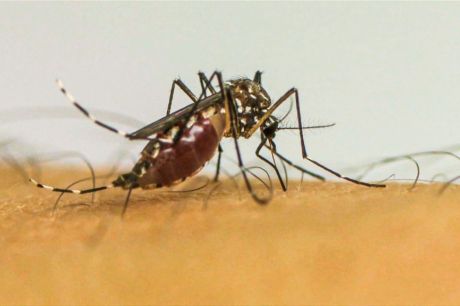 Dengue: São José do Rio Preto terá ajuda do Ministério da Saúde